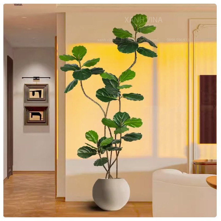 Cây cảnh giả Ficus